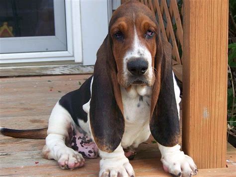 basset hounds for sale in georgia|The 5 Best Basset Hound Breeders in Ohio (OH) .